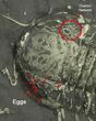 Pyritized Triarthrus Trilobite With Eggs & Ovarian Network! #293173-1